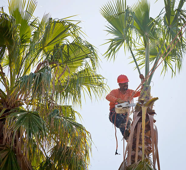 The Steps Involved in Our Tree Care Process in Tiptonville, TN